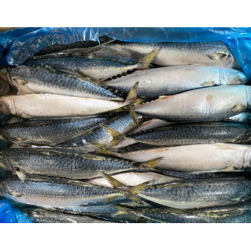 Замороженная рыба -пейцихоокеанская скумбрия с высоким качеством